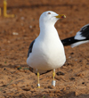 1cy fuscus in August, ringed in Finland. (81365 bytes)